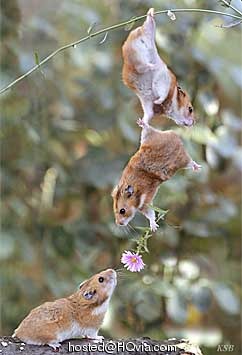 cute-animal-pictures-06.jpg